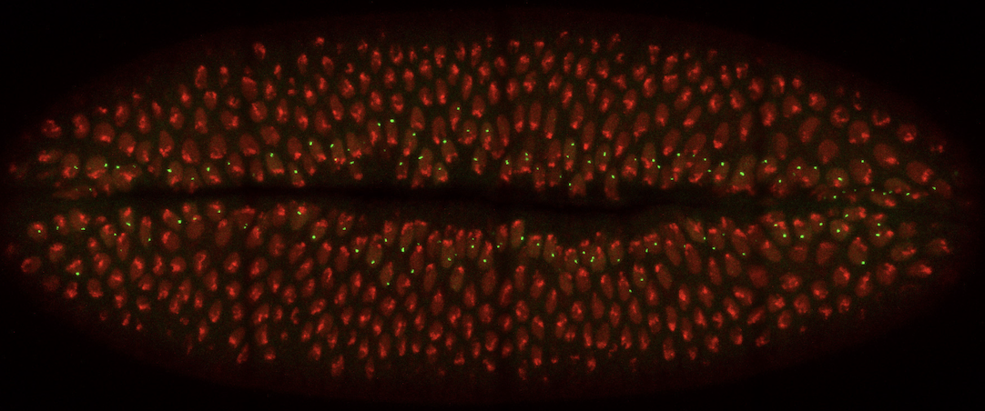 Quand le signal fait parler les gènes : lumière sur Dorsal (Development, 2025)