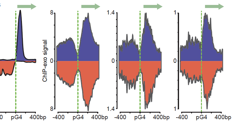 Les structures G4 : des clés inattendues de l’activation des gènes (Nature Genetics, 2025)