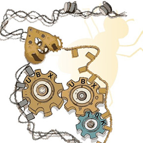 Ultrabithorax, un facteur Hox qui coordonne transcription et épissage (Nucleic Acid Research, 2025)